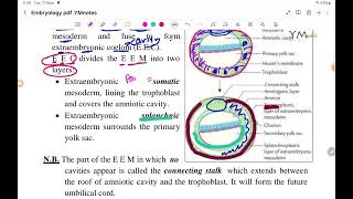 Chorionic Vesicle EMD عربي [upl. by Kafka714]