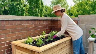 Transplanting All The Perennials In My Container Garden [upl. by La Verne268]