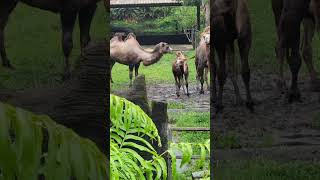 駱駝Bactrian CamelTaipei Zoo [upl. by Timi]