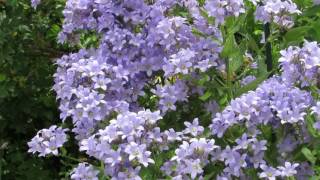 Pollinators visit Campanula flowers [upl. by Allerym]