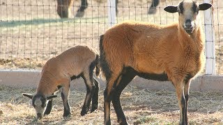 Barbados Blackbelly Sheep  Disease Resistant Adaptable [upl. by Reisch]