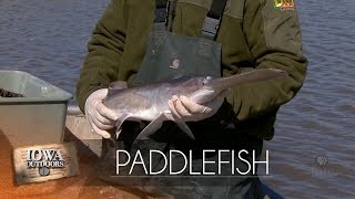 Missouri River Paddlefish [upl. by Cacilie]