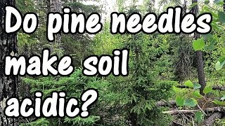 Do Pine Needles Make Soil More Acidic Truth or Gardening Myth [upl. by Harte]