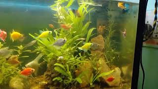 Planted fish tank [upl. by Allain]