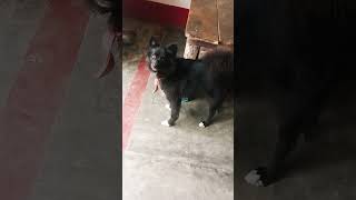 My family dog black pavilion morning time viral shorts [upl. by Hsinam399]