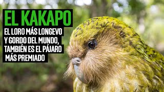 El kakapo el loro más longevo y gordo del mundo también es el pájaro más premiado [upl. by Ngo373]