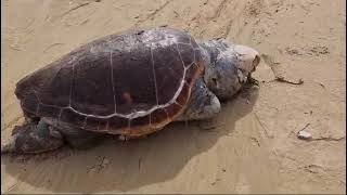 Scala dei Turchi trovato morto un enorme esemplare di Caretta Caretta [upl. by Anival272]