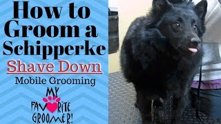 How to groom a Schipperke [upl. by Orips]