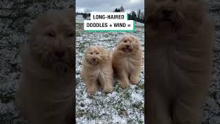 Dog blown by the wind music dog doglover funnyshorts funny funnyvideo funnyvideos [upl. by Esinrahs]