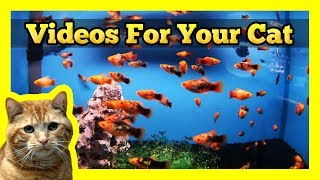 Videos for your Cat  Spotted Orange Mollies in a Fish Tank [upl. by Haelat588]