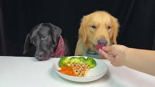 Feed two Retriever Dogs Lunch The Daily Life Of a Silly Dog Cute Pet Debut Plan [upl. by Okram203]