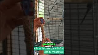 Tenencia Responsable Cuida a Tu Mascota Exótica [upl. by Ahgem]