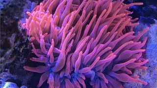 The Truth About Sea Anemones Amazing Information [upl. by Stovall]