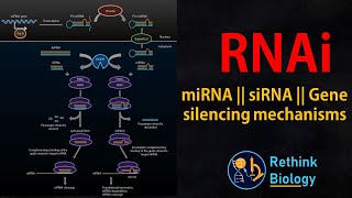 RNA interference RNAi Animation  miRNA  siRNA  mRNA regulation [upl. by Nelon]