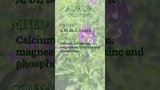 Alfalfa  Medicago sativa [upl. by Ahseiat]