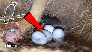 finches egg hatching  baby finch bird  finches sound [upl. by Guildroy]