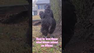 Wind blown silkies silkies silkie silkiechicken backyardchickens pets farmanimals farmlife [upl. by Ecinuahs836]