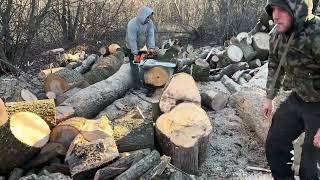 STIHL MS 361 vs STIHL MS 462 CM cutting big and strong wood 🪵 [upl. by Artiek]