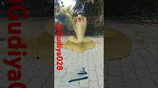 Bholenath ki shaadi Mai amrpali bani nagintrending snake shortvideo [upl. by Denbrook]