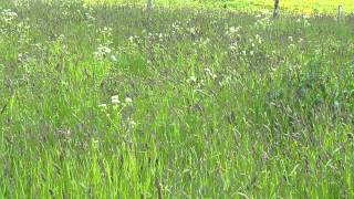 HIdden Corncrake on Iona [upl. by Osborn60]