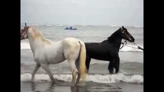 CHEVAUX SUR LA PLAGE AU MAROC 2012 [upl. by Eisdnil]