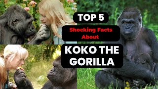 5 Shocking Facts About Koko the Gorilla  Her Life Legacy and Mysterious Death [upl. by Laure]