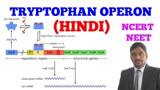 TRYPTOPHAN OPERON  EASY WAY  HINDI [upl. by Ahtnicaj93]