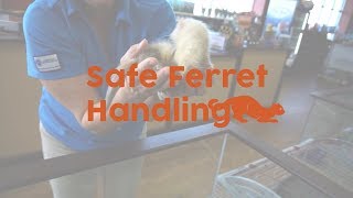 How to handle a ferret correctly [upl. by Karwan]