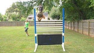 High Jumping Dogs [upl. by Nehepts]