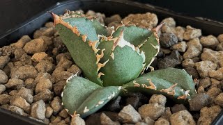 20240925 アガベ・チタノタ 鰐亀（芽）014｜agave titanota alligator snapper [upl. by Oreves940]