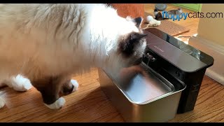 This PETLIBRO Pet Water Fountain is the Best Way to Keep Your Pets Water Safe to Drink [upl. by Stauder]