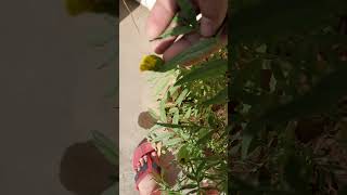 Yellow marigold plant grow more plants and trees🏵️🏵️🪴🌳 shorts plantandtrees [upl. by Boot]