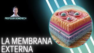 La MEMBRANA EXTERNA de las BACTERIAS GRAM NEGATIVAS [upl. by Eidnil530]