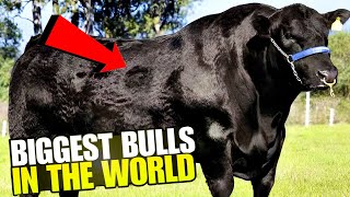 Discover the Top 10 Biggest Bulls in the world theanimalwatchers top10 bulls [upl. by Elleniad]