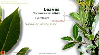 Laurel benefits Properties of the Bay Laurel leaves [upl. by Eralcyram105]