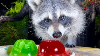 Raccoons Taste Test Red and Green Jelly [upl. by Krongold]