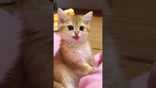 Cat cuteshortsshort cat kitten cute cutecat pets meow funnypets meows funnyanimals [upl. by Letha577]