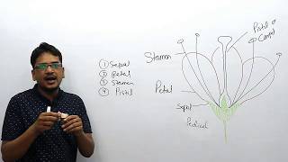 parts of flower and their function with trick [upl. by Jaylene]