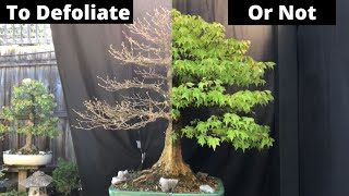 Defoliate Bonsai  When to do it and WHY Trident Maple example [upl. by Ahsekyt]