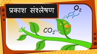 Science  पौधों का भोजन और प्रकाश संश्लेषण Plants food and Photosynthesis  Hindi [upl. by Rowena]