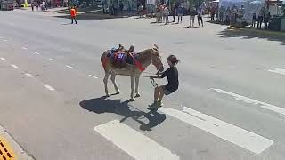 2023 Leadville Boom Days Pack Burro Race Stubborn burro at the Finish [upl. by Ajile]