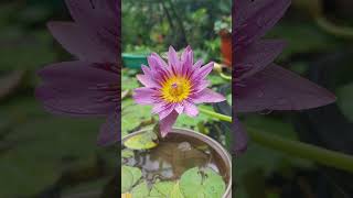 Pink Capensis waterlily artificial pond flowers photography nature nymphaea gardening kokan [upl. by Acira]