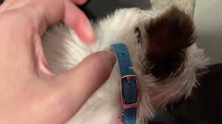 CollarDirect Leather Cat Collar with Bell Kitten Collar Small and Big Cat Collar Review [upl. by Asnerek]