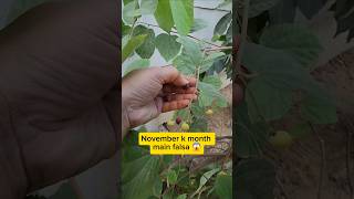 phalsa falsa Grewia asiatica harvest Gardening plant care youtubeshorts viralvideo trending [upl. by Magdalene]