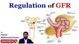 Regulation of GFR  Tubuloglomerular Feedback  Myogenic mechanism  Renal Physiology [upl. by Tallie]