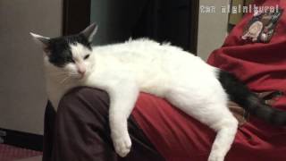 もっと撫でてとうったえる猫 Cat appeals to mom to stroke me more [upl. by Yetty]