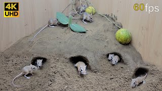 Cat TV for cats to watch mouse digging burrows in sand and squeaking 8 Hour 4k UHD [upl. by Anyehs53]