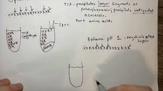 Azocasein Assay Analysis of Trypsins Protease Activity [upl. by Sayre]