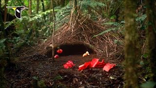 Vogelkop Bowerbird [upl. by Annahtur]