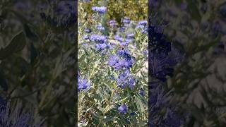 caryopteris каріоптеріс мійсад garden gardening plants дача город [upl. by Leakim968]